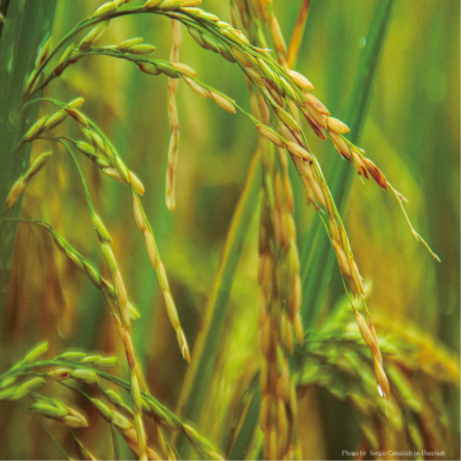 Genetic Diversity of Landraces and Improved Varieties of Rice (Oryza sativa L.) in Taiwan