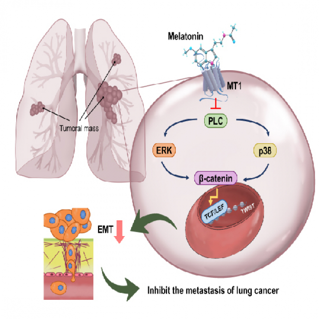 Thrombospondin enhances RANKL-dependent osteoclastogenesis and facilitates lung cancer bone metastasis