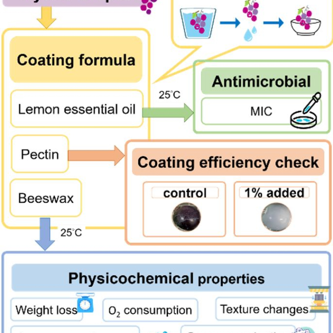 Active Edible Coating Based on Gum, Beeswax, and Essential Oil on Grapes for Quality Preservation and Fungal Control