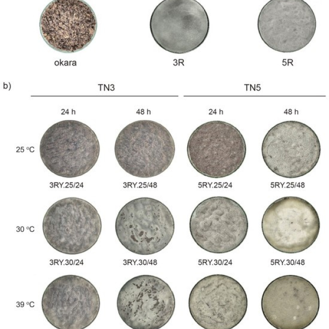 A response surface methodology for sustainable production of GABA from black soybean okara using solid-state collaborative fermentation of Rhizopus oligosporus and Yarrowia lipolytica