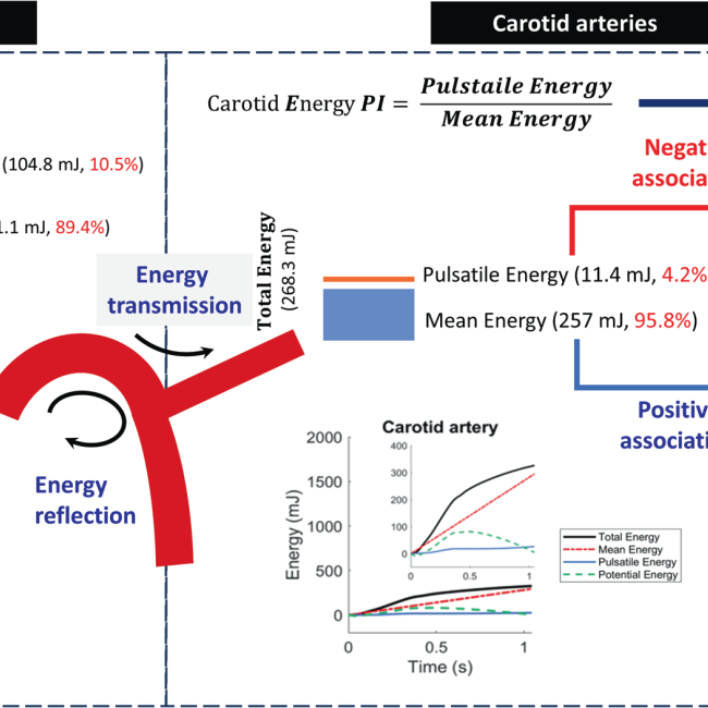 Dissecting the Vascular-Cognitive Nexus: Energetic vs. Conventional Hemodynamic Parameters