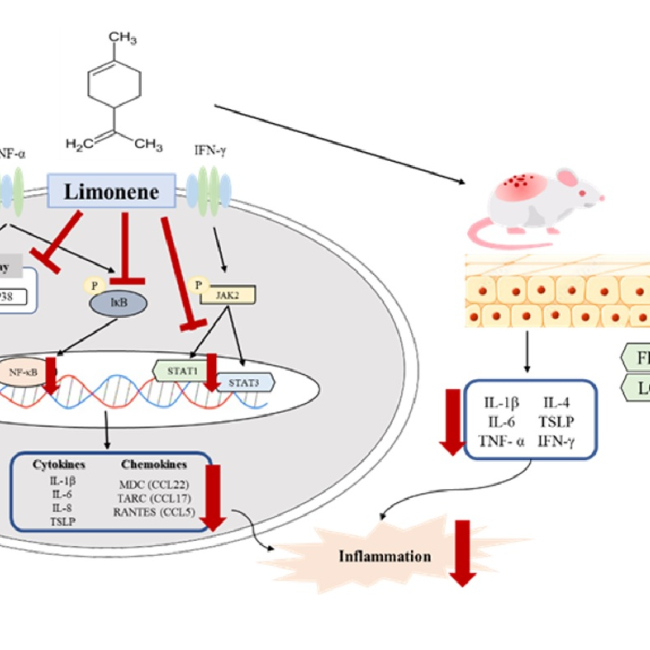 d-Limonene inhibits cytokines and chemokines expression by regulating NF-kappaB and STAT in HaCat cells and DNCB-induced atopic dermatitis in BALB/c mice