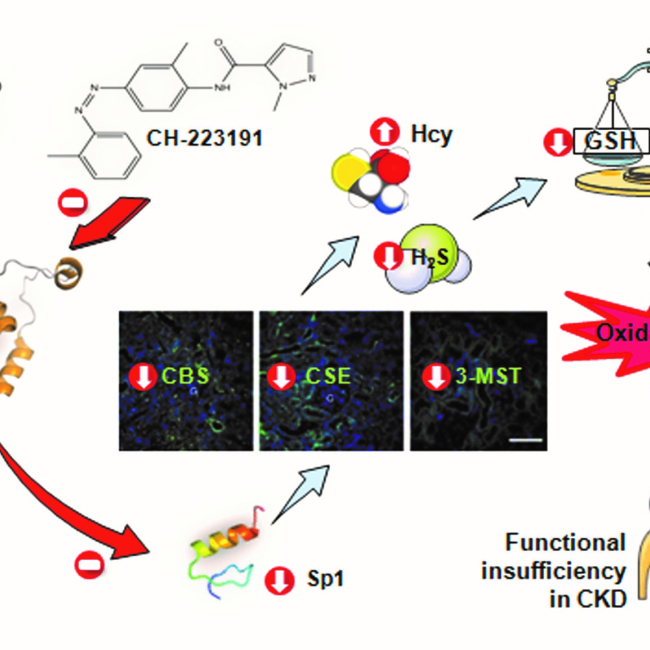Blockade of Aryl Hydrocarbon Receptor Ameliorates Functional Insufficiency in 5/6 Nephrectomized Rat Kidneys by Restoring Hydrogen Sulfide Formation
