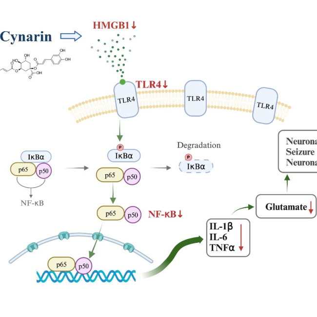 Cynarin protects against seizures and neuronal death in a rat model of kainic acid-induced seizures