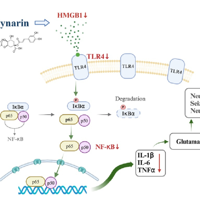 Cynarin protects against seizures and neuronal death in a rat model of kainic acid-induced seizures