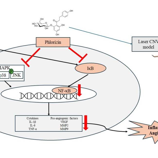 Phlorizin Protects Against Oxidative Stress and Inflammation in Age-Related Macular Degeneration Model