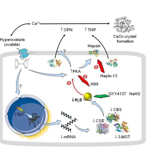 Hydrogen Sulfide Deficiency Contributes to Tubular Damage and Calcium Oxalate Crystal Formation in Hyperoxaluria Nephropathy