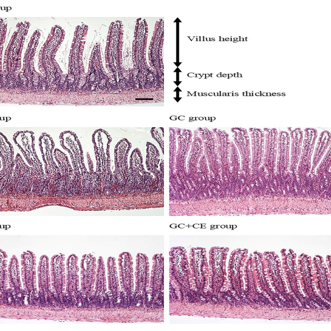 Oral post-treatment supplementation with a combination of glutamine, citrulline, and antioxidant vitamins additively mitigates jejunal damage, oxidative stress, and inflammation in rats with intestinal ischemia and reperfusion