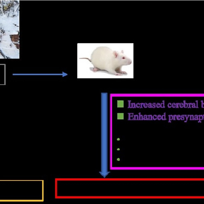 Birch sap preserves memory function in rats