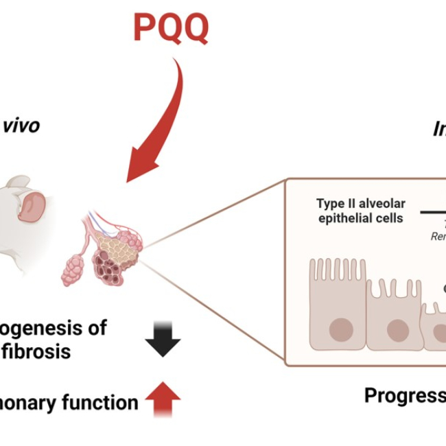 Pyrroloquinoline Quinone（PQQ）減緩 PM2.5 影響之肺纖維化並恢復肺功能