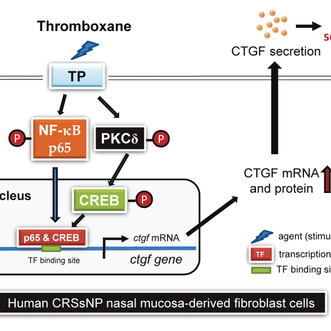 Identification of thromboxane as a critical mediator in pathophysiology of chronic rhinosinusitis without nasal polyps and oocyte maturation in female reproduction.
