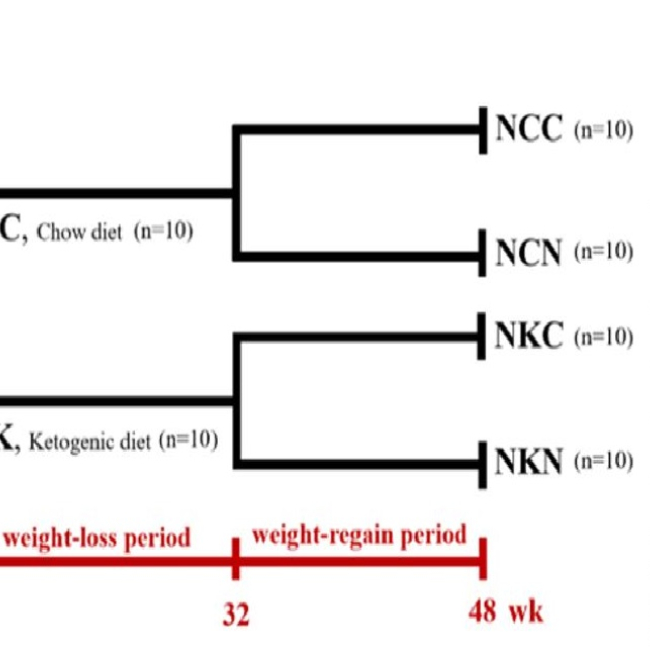 Effects of the ketogenic diet and restoration of dietary patterns in mice with non-alcoholic fatty liver diseases