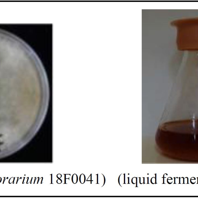Antifungal Natural Products from the Culture Medium of Trichoderma orarium 18F0041