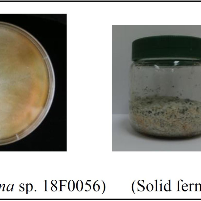 Extraction and assessment of antifungal properties of natural products from the culture medium of Trichoderma sp. 18F0056